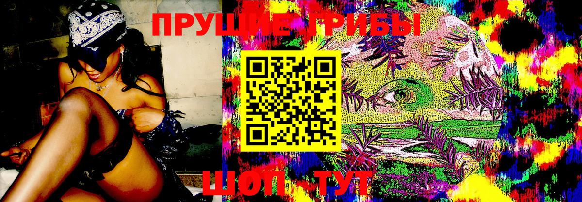 Галлюциногенные грибы Psilocybine cubensis Асино